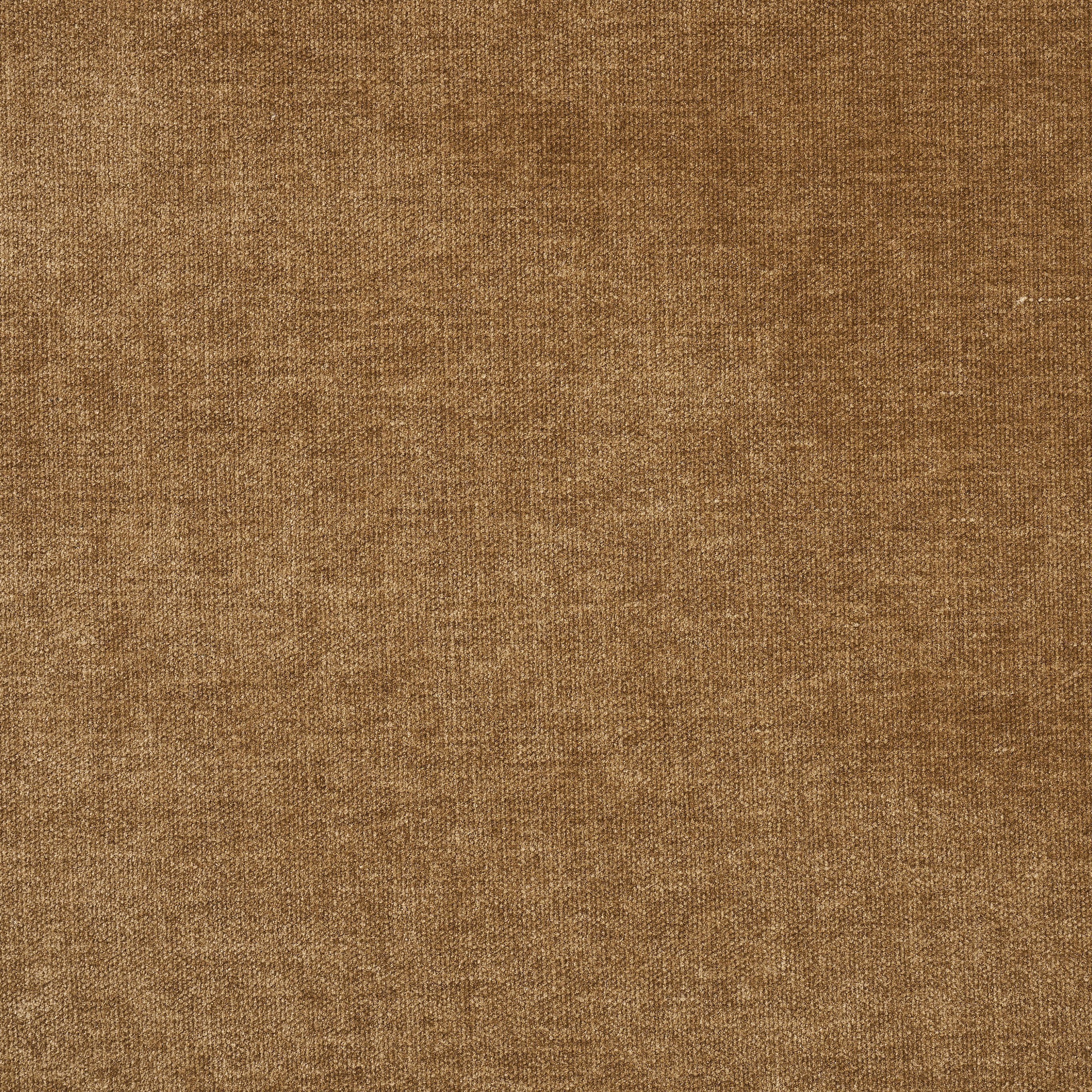 RAVINA CAMEL